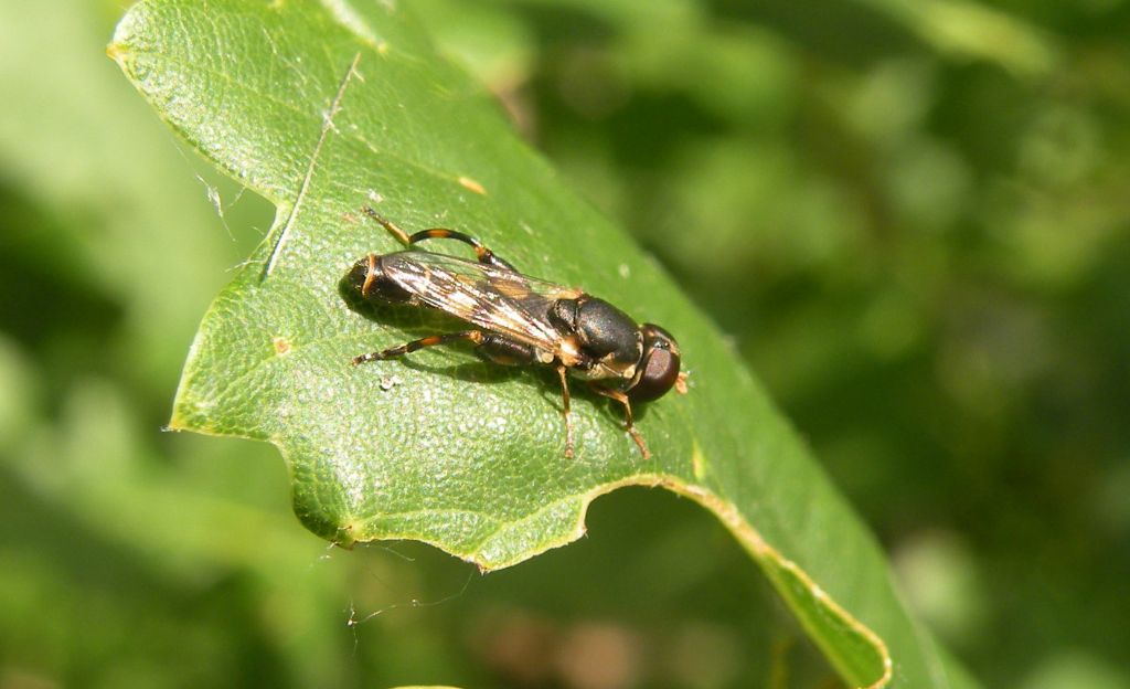 Syrphidae: Syritta pipiens e Xylota segnis maschio
